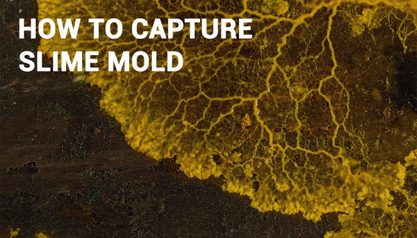 Capturing Slime Mold Growth Time Lapse